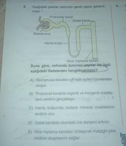 6.
Aşağıdaki şekilde nefronun genel yapısı gösteril-
miştir.
Proksimal kanal
Glomerulus
Henle kulpu
Distal kanal,
İdrar toplama kanalı
Buna göre, nefronda bulunan yapılar ile ilgili
aşağıdaki ifadelerden hangisi yanlıştır?
A) Glomerulus kılcalları çift katlı epitel hücrelerden
oluşur.
B) Proksimal kanalda organik ve inorganik madde-
lerin emilimi gerçekleşir.
C) Henle kulpunda sadece mineral maddelerin
emilimi olur.
8.
D) Distal kanalda idrardaki üre derişimi artırılır.
E) İdrar toplama kanalları birleşerek malpighi pira-
midinin oluşmasını sağlar.