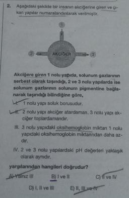 2. Aşağıdaki şekilde bir insanın akciğerine giren ve çı-
kan yapılar numaralandırılarak
verilmiştir.
AKCİĞER
Akciğere giren 1 nolu yapıda, solunum gazlarının
serbest olarak taşındığı, 2 ve 3 nolu yapılarda ise
solunum gazlarının solunum pigmentine bağla-
narak taşındığı bilindiğine göre,
1 nolu yapı soluk borusudur.
L. 2 nolu yapı akciğer atardaman, 3 nolu yapı ak-
ciğer toplardamanıdır.
III. 3 nolu yapıdaki oksihemoglobin miktarı 1 nolu
yapıdaki oksihemoglobin miktanndan daha az-
dır.
IV. 2 ve 3 nolu yapılardaki pH değerleri yaklaşık
olarak aynıdır.
yargılarından hangileri doğrudur?
AYalnız III
B) I ve II
D) I, II ve III
E) II, III ve I
C) 1l ve IV