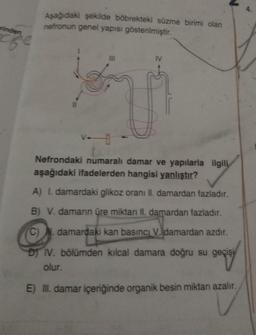 rinden
Aşağıdaki şekilde böbrekteki süzme birimi olan
nefronun genel yapısı gösterilmiştir.
III
IV
Nefrondaki numaralı damar ve yapılarla ilgili
aşağıdaki ifadelerden hangisi yanlıştır?
A) I. damardaki glikoz oranı II. damardan fazladır.
B) V. damarın üre miktarı II. damardan fazladır.
C) damardaki kan basıncı V. damardan azdır.
DJ IV. bölümden kılcal damara doğru su geçişi
olur.
gapay
E) III. damar içeriğinde organik besin miktanı azalır.