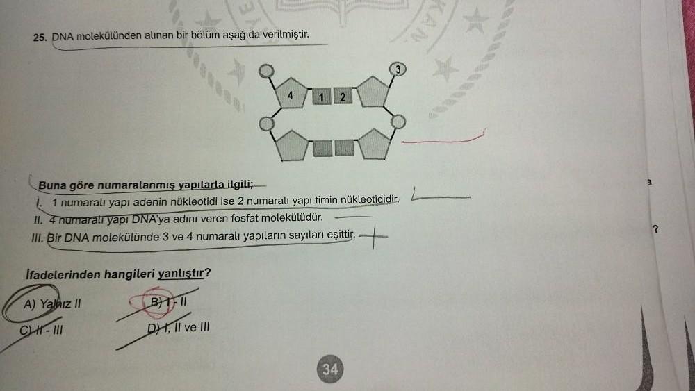 25. DNA molekülünden alınan bir bölüm aşağıda verilmiştir.
Buna göre numaralanmış yapılarla ilgili;
1 numaralı yapı adenin nükleotidi ise 2 numaralı yapı timin nükleotididir.
II. 4 numaralı yapı DNA'ya adını veren fosfat molekülüdür.
III. Bir DNA molekülün