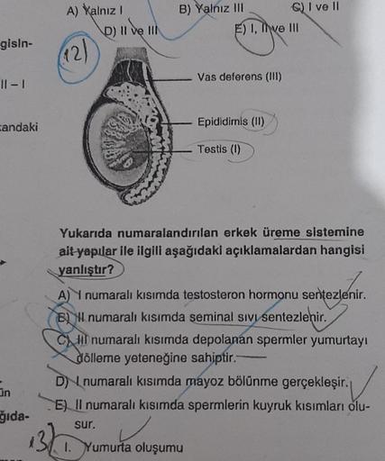 gisin-
11-1
zandaki
On
ğıda-
A) Xalnız I
(12)
D) II ve III
B) Yalnız III
E) I, Tive III
Vas deferens (III)
G) I ve II
Epididimis (II)
Testis (1)
Yukarıda numaralandırılan erkek üreme sistemine
ait yapılar ile ilgili aşağıdaki açıklamalardan hangisi
yanlışt