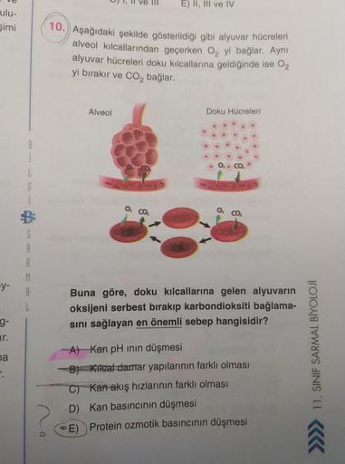 ulu-
şimi
y-
g-
ir.
na
.
L
G
S
A
A
L
E) II, III ve IV
10. Aşağıdaki şekilde gösterildiği gibi alyuvar hücreleri
alveol kılcallarından geçerken O₂ yi bağlar. Aynı
alyuvar hücreleri doku kılcallarına geldiğinde ise 02
yi bırakır ve CO₂ bağlar.
Alveol
Doku Hü