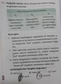 16. Aşağıdaki tabloda hücre döngüsünün kontrol noktaları
ve görevleri verilmiştir.
Hücre Döngüsünün Kontrol Noktaları
G₁
Hücrenin bölünme
büyüklüğüne
ulaşıp ulaşmadığı
kontrol edilir.
G₂
DNA eşlenme-
sinde hata olup
olmadığı kontrol
edilir.
M
Kromozomla-
rin tamamının iğ
ipliklerine bağla-
nip bağlanmadığı
kontrol edilir.
Buna göre,
1. Bölünme büyüklüğüne ulaşmamış bir hücrenin si-
kont-
toplazmasının bir kısmının sürekli kesilmesi G₁
rol noktasında "Dur!" sinyalinin verilmesine neden
olur.
II ve III
II. DNA eşlenmesi sırasında adenin bazının karşısına
guanin bazının yerleşmesi G₂ kontrol noktasında
"Dur!" sinyalinin verilmesine neden olur.
III. Hücre döngüsünün metafaz evresinde tüm kineto-
korların iğ ipliklerine tutunması M kontrol noktasında
"Devam et!" sinyalinin verilmesine neden olur.
açıklamalarından hangileri doğrudur?
A) Yalnız I
B) Yalnız
C) I ve II
E) I, II ve III