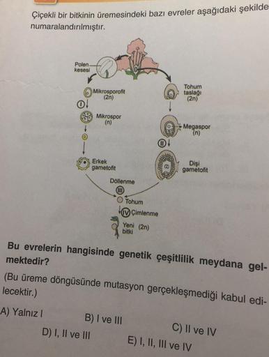 Çiçekli bir bitkinin üremesindeki bazı evreler aşağıdaki şekilde
numaralandırılmıştır.
Polen.
kesesi
A) Yalnız I
O!
Mikrosporofit
(2n)
Mikrospor
(n)
D) I, II ve III
Erkek
gametofit
Döllenme
O Tohum
IV Çimlenme
Yeni (2n)
bitki
B) I ve III
Tohum
taslağı
(2n)