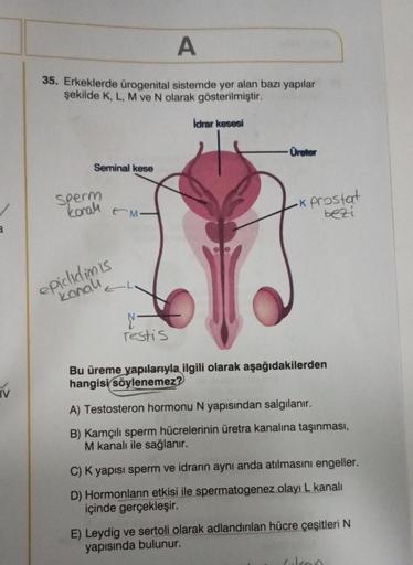 IV
A
35. Erkeklerde ürogenital sistemde yer alan bazı yapılar
şekilde K, L, M ve N olarak gösterilmiştir.
Seminal kese
Sperm
korali
epididimis
kanalı
CM
Testis
İdrar kesesi
Üreter
-k prostat
bezi
Bu üreme yapılarıyla ilgili olarak aşağıdakilerden
hangisi s