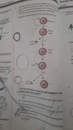 a Ureme-Gelişmel
market kolye-
Yalnız
vell
nucu oluşan hüc
fakat dopózom
iz iken spermato-
eneğine sahiptir.
farklidir.
V
V
Il ve IV
e IV
STaşağıda-
8
Dişilerde yumurta oluşumuna oogenez adı verilir.
olayı embriyonik dönemde başlar. Ergenlikte devam e
Menopoza girme ile de sonlanır. Bu dönemde yaklaşık a
-500 tane arasında yumurta oluşumu gerçekleşir.
Aşağıdaki şekilde oogenez olayı şematize edilmiştir.
1. kutup
hücresi
11. kutup
hücresi
Sperm
Z
W
Oogonium
Birincil
oosit
İkincil
oosit
ÖNCEKI
Test 01
1.
Yukarıda hartlendirilen olaylar ile ilgili aşağıdaki ifade
lerden hangisi doğru değildir?
A) X olayı mitoz bölünme olup embriyonik dönemde gerçek-
leşir.
B) Y olayı mayoz-l'dir ve ergenlikte gerçekleşir.
Z'de sperm yumurta zarını deler ve çekirdeği yumurta
serisine girer.
de sperm çekirdeği yumurta çekideği ile kaynasırsa II.
kutup hücreleri oluşur.
E) X, Y ve Zovaryumda gerçekleşirken W olayı fallopi tüpünde
gerçekleşir.
Aşağıdaki
gösterilmi
*
Gözc
1.
11.
III.
2.
IV
ifa
A)