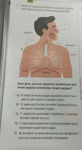 1. Solunum sisteminde bulunan yapılardan bazıları
şekil üzerinde harfler kullanılarak gösterilmiştir.
M
Epiglottis
L
Alveol
Y
Diyafram
A
Kaburgalar
Bronş
Buna göre, solunum yapılarının özellikleriyle ilgili
olarak aşağıda verilenlerden hangisi yanlıştır?
A