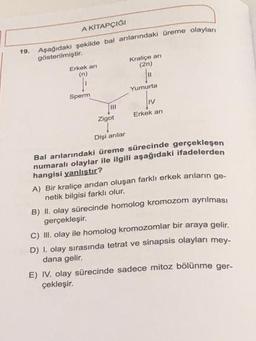 A KİTAPÇIĞI
19. Aşağıdaki şekilde bal arılarındaki üreme olayları
gösterilmiştir.
Erkek an
(n)
Sperm
111
Zigot
Kraliçe an
(2n)
Yumurta
JIV
Erkek arı
Dişi anılar
Bal arılarındaki üreme sürecinde gerçekleşen
numaralı olaylar ile ilgili aşağıdaki ifadelerden
hangisi yanlıştır?
A) Bir kraliçe arıdan oluşan farklı erkek arıların ge-
netik bilgisi farklı olur.
B) II. olay sürecinde homolog kromozom ayrılması
gerçekleşir.
C) III. olay ile homolog kromozomlar bir araya gelir.
D) I. olay sırasında tetrat ve sinapsis olayları mey-
dana gelir.
E) IV. olay sürecinde sadece mitoz bölünme ger-
çekleşir.