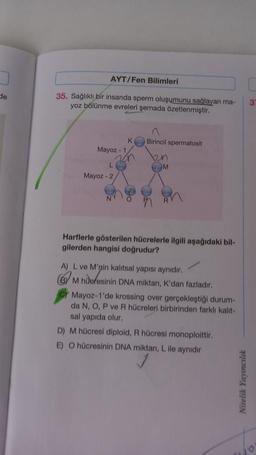 de
AYT/Fen Bilimleri
35. Sağlıklı bir insanda sperm oluşumunu sağlayan ma-
yoz bölünme evreleri şemada özetlenmiştir.
Mayoz - 1
L
Mayoz - 2
K
non
Birincil spermatosit
2n
M
Harflerle gösterilen hücrelerle ilgili aşağıdaki bil-
gilerden hangisi doğrudur?
A) L ve M'nin kalıtsal yapısı aynıdır.
(6) M hueresinin DNA miktarı, K'dan fazladır.
Mayoz-1'de krossing over gerçekleştiği durum-
da N, O, P ve R hücreleri birbirinden farklı kalit-
sal yapıda olur.
D) M hücresi diploid, R hücresi monoploittir.
E) O hücresinin DNA miktarı, L ile aynıdır
Nitelik Yayıncılık
31