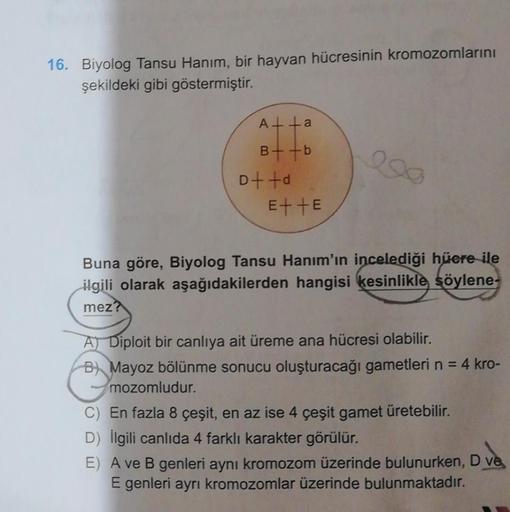 16. Biyolog Tansu Hanım, bir hayvan hücresinin kromozomlarını
şekildeki gibi göstermiştir.
A++a
B÷-b
D++d
E++E
Buna göre, Biyolog Tansu Hanım'ın incelediği hüere ile
ilgili olarak aşağıdakilerden hangisi kesinlikle söylene-
mez?
A Diploit bir canlıya ait ü