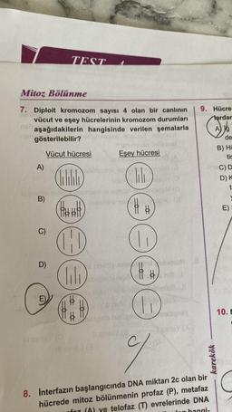 Mitoz Bölünme
7. Diploit kromozom sayısı 4 olan bir canlının
vücut ve eşey hücrelerinin kromozom durumları
aşağıdakilerin hangisinde verilen şemalarla
gösterilebilir?
leinged
Vücut hücresi
asb.
A)
Jalolobo
leomene eye mumiexem
B)
C)
TEST
D)
(1449
TAD
Tili
sib
A
11
Eşey hücresi
19129 010 AV
lili
nine56/10
1 6
(3)
(0
el olamol
14 H
i #1
D
BY
9. Hücre
Hardar
Ajá
karekök
8. İnterfazın başlangıcında DNA miktarı 2c olan bir
hücrede mitoz bölünmenin profaz (P), metafaz
fnt (A) ye telofaz (T) evrelerinde DNA
hangi-
de
B) HO
tir
neC) D
D) K
t
E)
10.