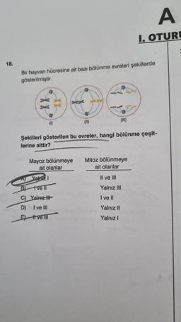 18.
Bir hayvan hücresine ait bazı bölünme evreleri şekillerde
gösterilmiştir.
X X
Mayoz bölünmeye
ait olanlar
(11)
A)
Yalnızl
B)
ve Il
C) Yalnız
D) I ve III
Eve Ill
(1)
Şekilleri gösterilen bu evreler, hangi bölünme çeşit-
lerine aittir?
A
I. OTURU
Mitoz bölünmeye
ait olanlar
Il ve III
Yalnız III
I ve II
Yalnız II
Yalnız I