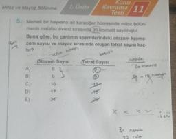 Mitoz ve Mayoz Bölünme
5. Memeli bir hayvana ait karaciğer hücresinde mitoz bölün-
menin metafaz evresi sırasında 36 kromatit sayılmıştır.
A)
1. Ünite
Buna göre, bu canlının spermlerindeki otozom kromo-
zom sayısı ve mayoz sırasında oluşan tetrat sayısı kaç-
tır?
vocut hoed
kosliky
Otozom Sayısı
3
8
16
17
34
Konu
Kavrama 11
Testi
Tetrat Sayısı
QA
36
motofenom
26 kronot
Bir insan
22 cift
trason
if the