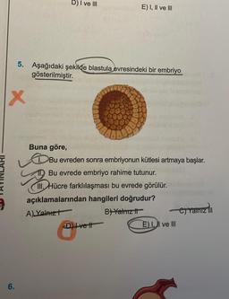 6.
D) I ve III
5. Aşağıdaki şekilde blastula evresindeki bir embriyo
gösterilmiştir.
X
Buna göre,
E) I, II ve III
Bu evreden sonra embriyonun kütlesi artmaya başlar.
Bu evrede embriyo rahime tutunur.
III. Hücre farklılaşması bu evrede görülür.
açıklamalarından hangileri doğrudur?
A) Yalnız
B) Yalnız i
D) Ive t
E) I, II ve III
C) Yalnız III