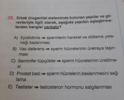 35. Erkek ürogenital sisteminde bulunan yapılar ve gö-
revleriyle ilgili olarak, aşağıda yapılan eşleştirme-
lerden hangisi yanlıştır?
A) Epididimisspermlerin hareket ve dölleme yete-
neği kazanması
B) Vas deferens sperm hücrelerinin üretraya taşın-
ması
C) Seminifer tüpçükler sperm hücrelerinin üretilme-
si
D) Prostat bezi sperm hücrelerin beslenmesini sağ-
lama
E) Testisler testosteron hormonu salgılanması