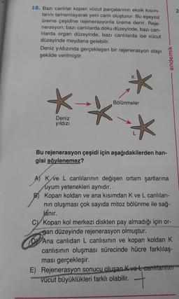 18. Bazı canlılar kopan vücut parçalarının eksik kısım-
larını tamamlayarak yeni canlı oluşturur. Bu eşeysiz
üreme çeşidine rejenerasyonla üreme denir. Reje-
nerasyon; bazı canlılarda doku düzeyinde, bazı can-
lilarda organ düzeyinde, bazı canlılarda ise vücut
düzeyinde meydana gelebilir.
Deniz yıldızında gerçekleşen bir rejenerasyon olayı
şekilde verilmiştir.
*-
Bölünmeler
Deniz
yıldızı
*
Bu rejenerasyon çeşidi için aşağıdakilerden han-
gisi söylenemez?
endemik-
A) Kve L canlılarının değişen ortam şartlarına
uyum yetenekleri aynıdır. -
Kopan koldan ve ana kısımdan K ve L canlıları-
nın oluşması çok sayıda mitoz bölünme ile sağ-
Janir.
C) Kopan kol merkezi diskten pay almadığı için or-
gan düzeyinde rejenerasyon olmuştur.
D
Ana canlıdan L canlısının ve kopan koldan K
canlısının oluşması sürecinde hücre farklılaş-
ması gerçekleşir.
E) Rejenerasyon sonucu oluşan K ve L canlilarinin
vücut büyüklükleri farklı olabilir.
2