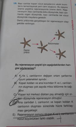 18. Bazı canlılar kopan vücut parçalarının eksik kısım-
larını tamamlayarak yeni canlı oluşturur. Bu eşeysiz
üreme çeşidine rejenerasyonla üreme denir. Reje-
nerasyon; bazı canlılarda doku düzeyinde, bazı can-
lilarda organ düzeyinde, bazı canlılarda ise vücut
düzeyinde meydana gelebilir.
Deniz yıldızında gerçekleşen bir rejenerasyon olayı
şekilde verilmiştir.
*-
Bölünmeler
Deniz
yıldızı
*
Bu rejenerasyon çeşidi için aşağıdakilerden han-
gisi söylenemez?
endemik-
A) Kve L canlılarının değişen ortam şartlarına
uyum yetenekleri aynıdır. -
Kopan koldan ve ana kısımdan K ve L canlıları-
nın oluşması çok sayıda mitoz bölünme ile sağ-
Janir.
C) Kopan kol merkezi diskten pay almadığı için or-
gan düzeyinde rejenerasyon olmuştur.
D
Ana canlıdan L canlısının ve kopan koldan K
canlısının oluşması sürecinde hücre farklılaş-
ması gerçekleşir.
E) Rejenerasyon sonucu oluşan K ve L canlilarinin
vücut büyüklükleri farklı olabilir.
2