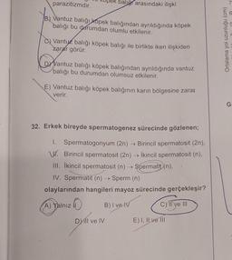 parazitizmdir.
B) Vantuz balığı kopek balığından ayrıldığında köpek
balığı bu durumdan olumlu etkilenir.
pek baliğ arasındaki ilişki
Vantuz balığı köpek balığı ile birlikte iken ilişkiden
zarar görür.
DYVantuz balığı köpek balığından ayrıldığında vantuz
balığı bu durumdan olumsuz etkilenir.
E) Vantuz balığı köpek balığının karın bölgesine zarar
verir.
32. Erkek bireyde spermatogenez sürecinde gözlenen;
I. Spermatogonyum (2n) → Birincil spermatosit (2n),
V. Birincil spermatosit (2n) → İkincil spermatosit (n),
III. İkincil spermatosit (n) → Spermatit (n),
IV. Spermatit (n) → Sperm (n).
olaylarından hangileri mayoz sürecinde gerçekleşir?
A) Yalnız
B) I ve IV
C) II ve III
Dill ve IV
E) I, II ve III
Ortalama yol uzunluğu (cm)
7
G