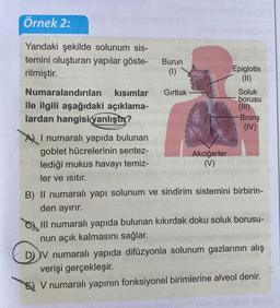 Örnek 2:
Yandaki şekilde solunum sis-
temini oluşturan yapılar göste-
rilmiştir.
Numaralandırılan
kısımlar
ile ilgili aşağıdaki açıklama-
lardan hangisi yanlıştır?
A) I numaralı yapıda bulunan
goblet hücrelerinin sentez-
lediği mukus havayı temiz-
ler ve ısıtır.
Burun
(1)
Gırtlak
Akciğerler
(V)
Epiglotis
(11)
Soluk
borusu
(III)
Bronş
(IV)
B) II numaralı yapı solunum ve sindirim sistemini birbirin-
den ayırır.
III numaralı yapıda bulunan kıkırdak doku soluk borusu-
nun açık kalmasını sağlar.
D) IV numaralı yapıda difüzyonla solunum gazlarının alış
verişi gerçekleşir.
V numaralı yapının fonksiyonel birimlerine alveol denir.
smio