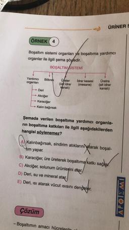 ÖRNEK 4
Boşaltım sistemi organları ve boşaltıma yardımcı
organlar ile ilgili şema şöyledir.
BOŞALTIM SİSTEMİ
Yardımcı Böbrek Üfeter
organları
(üşt idrar
kanalı)
Deri
Akciğer
Karaciğer
Kalın bağırsak
ÜRİNER S
İdrar kesesi
(mesane)
Çözüm
- Boşaltımın amacı hücrelerdo
Üretra
(alt idrar
kanalı)
Şemada verilen boşaltıma yardımcı organla-
rın boşaltıma katkıları ile ilgili aşağıdakilerden
hangisi söylenemez?
Kalınbağırsak, sindirim atıklarını atarak boşal-
tim yapar.
ni ataral
B) Karaciğer, üre üreterek boşaltıma/katkı sağlar.
C) Akciğer, solunum ürünlerini atar./
D) Deri, su ve mineral atar.
E) Deri, isi atarak vücut ısısını dengeler.
APOIEMI