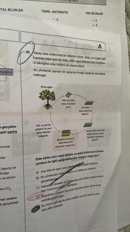 YAL BİLİMLER
Ayrıştırıcı
e gerçekle-
gisi yanlış
lınınca
nler
basınç ve
fından
z ve kömür
ere CO2
mesi sadece
e gerçekleşir.
TEMEL MATEMATİK
1-A
A
20. Yapay besi ortamında bir bitkinin hücre, doku ve organ gibi
kısımlarından yeni bir doku, bitki veya bitkisel ürün üretilime-
si tekniğine doku kültürü ile üreme denir.
Elma ağacı
Kök ve gövde
gelişimi ile yeni
elma fidanları
yetiştirilir.
Bu yöntemle yapılan bir çalışma örneği aşağıda şematize
edilmiştir.
FEN BİLİMLERİ
Kök ucundan
doku hücreleri
alınır.
Büyüme hormonu
eklenerek yeni
bitkicikler oluşturulur.
1-A
2-D
Hücreler
besi ortamına
aktarılır.
Hücre bölünmeleriyle
kallus denen hücre
kümeleri meydana
getirilir.
Elde edilen yeni nesil bitkiler ve doku kültürüyle üreme
yöntemi ile ilgili aşağıdakilerden hangisi doğrudur?
A) Ana bitki ile yeni nesil bitkilerin genotipleri farklıdır.
B) Bu yöntemde mitoz mayoz ve döllenme olayları
gerçekleşmez
C) Kallustaki hücreler farklılaşarak yeni bitkiyi oluştururken
bazı kromozomlarını kaybeder.
D) Uygulanan yöntem tohumla üremeye göre daha kısa
sürede gerçekleşir.
Bu üreme tekniği ile daha kaliteli ve çok sayıda yeni
bitki elde edilebilir.