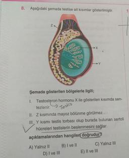 8. Aşağıdaki şemada testise ait kısımlar gösterilmiştir.
ZK
Şemada gösterilen bölgelerle ilgili;
1. Testosteron hormonu X ile gösterilen kısımda sen-
tezlenir.
Testis
A) Yalnız II
II. Z kısmında mayoz bölünme görülmez.e
III. Y kısmı testis torbası olup burada bulunan sertoli
hücreleri testislerin beslenmesini sağlar.
açıklamalarından hangileri doğrudur?
→Y
D) I ve III
B) I ve II
C) Yalnız III
E) II ve III