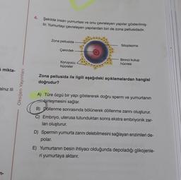 A mikta-
alnız III
n-
Oksijen Yayınları
4.
Şekilde insan yumurtası ve onu çevreleyen yapılar gösterilmiş-
tir. Yumurtayı çevreleyen yapılardan biri de zona pellusidadır.
Zona pellusida
Çekirdek
Koruyucu
hücreler
Sitoplazma
Birinci kutup
hücresi
Zona pellusida ile ilgili aşağıdaki açıklamalardan hangisi
doğrudur?
A) Türe özgü bir yapı göstererek doğru sperm ve yumurtanın
birleşmesini sağlar.
B) Döllenme sonrasında bölünerek döllenme zarını oluşturur.
C) Embriyo, uterusa tutunduktan sonra ekstra embriyonik zar-
ları oluşturur.
D) Spermin yumurta zarını delebilmesini sağlayan enzimleri de-
polar.
E) Yumurtanın besin ihtiyacı olduğunda depoladığı glikojenle-
ri yumurtaya aktarır.