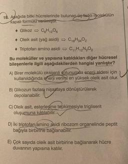 18. Aşağıda bitki hücrelerinde bulunan üç farklı molekülün
kapalı formülü verilmiştir.
◆ Glikoz C6H12O6
Oleik asit (yağ asidi)
Triptofan amino asidi
Bu moleküller ve yapısına katıldıkları diğer hücresel
bileşenlerle ilgili aşağıdakilerden hangisi yanlıştır?
C18H3402
C₁₁H₁2N₂O₂
A) Birer molekülü oksijenli solunumda enerji eldesi için
kullanıldığında enerji verimi en yüksek oleik asit olur.
B) Glikozun fazlası nişastaya dönüştürülerek
depolanabilir.
C) Oleik asit, esterleşme tepkimesiyle trigliserit
oluşumuna katılabilir.
D) İki triptofan amino asidi ribozom organelinde peptit
bağıyla birbirine bağlanabilir.
E) Çok sayıda oleik asit birbirine bağlanarak hücre
duvarının yapısına katılır.