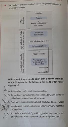 8.
Proteinlerin kimyasal sindirim süreci ile ilgili olarak aşağıda-
ki şema verilmiştir.
Mide
boşluğu
enzimler)
İnce bağırsak boşluğu
(Pankreatik
İnce bağırsak boşluğu
(İnce bağırsak enzimleri)
Proteinler
Pepsin
1
Küçük polipeptitler
(Peptonlar)
Tripsin ve