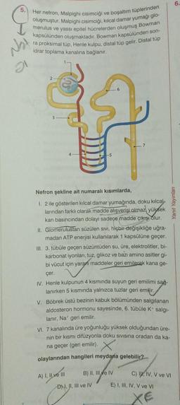 5.
Not
Her nefron, Malpighi cisimciği ve boşaltım tüplerinden
oluşmuştur. Malpighi cisimciği, kılcal damar yumağı glo-
merulus ve yassı epitel hücrelerden oluşmuş Bowman
kapsülünden oluşmaktadır. Bowman kapsülünden son-
ra proksimal tüp, Henle kulpu, distal tüp gelir. Distal tüp
idrar toplama kanalına bağlanır.
2
3
4
Nefron şekline ait numaralı kısımlarda,
1. 2 ile gösterilen kılcal damar yumağında, doku kılcal-
larından farklı olarak madde alışverişi olmaz yüksek
kan basıncından dolayı sadece madde çıkışı olur.
II. Glomerulustan süzülen sıvı, hiçbir değişikliğe uğra-
madan ATP enerjisi kullanılarak 1 kapsülüne geçer.
III. 3. tübüle geçen süzüntüden su, üre, elektrolitler, bi-
karbonat iyonları, tuz, glikoz ve bazı amino asitler gi-
bi vücut için yaranı maddeler geri emilerek kana ge-
çer.
IV. Henle kulpunun 4 kısmında suyun geri emilimi sağ-
lanırken 5 kısmında yalnızca tuzlar geri emilir.
V. Böbrek üstü bezinin kabuk bölümünden salgılanan
aldosteron hormonu sayesinde, 6. tübüle K+ salgı-
lanır, Na+ geri emilir.
A) I, II ve III
7
VI. 7 kanalında üre yoğunluğu yüksek olduğundan üre-
nin bir kısmı difüzyonla doku sıvısına oradan da ka-
na geçer (geri emilir).
olaylarından hangileri meydana gelebilir?...
B) II, III ve IV
DNI, II, III ve IV
C) I, IV, V ve VI
E) I, III, IV, V ve VI
XE
6.
Yanıt Yayınları