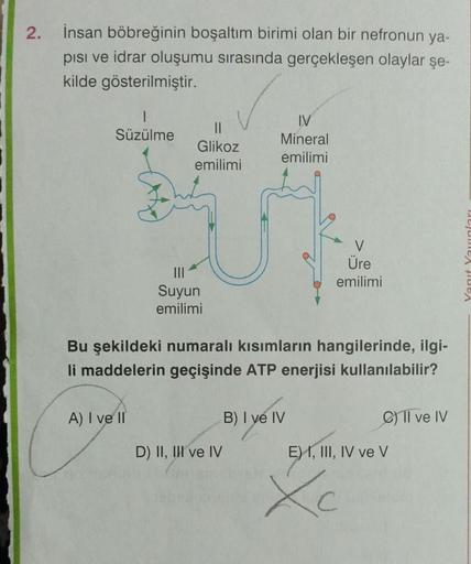2.
İnsan böbreğinin boşaltım birimi olan bir nefronun ya-
pisi ve idrar oluşumu sırasında gerçekleşen olaylar şe-
kilde gösterilmiştir.
Süzülme
||
Glikoz
emilimi
A) I ve II
|||
Suyun
emilimi
IV
Mineral
emilimi
Bu şekildeki numaralı kısımların hangilerinde,