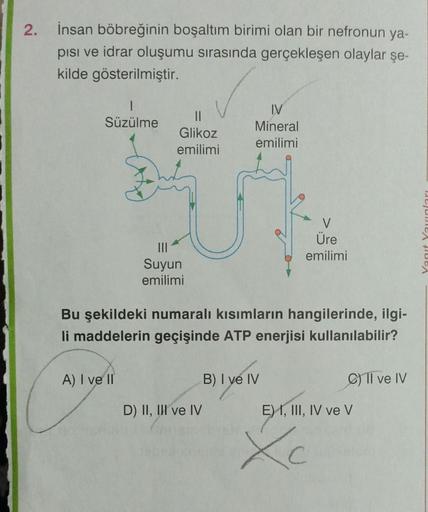 2.
İnsan böbreğinin boşaltım birimi olan bir nefronun ya-
pisi ve idrar oluşumu sırasında gerçekleşen olaylar şe-
kilde gösterilmiştir.
Süzülme
||
Glikoz
emilimi
A) I ve II
|||
Suyun
emilimi
IV
Mineral
emilimi
Bu şekildeki numaralı kısımların hangilerinde,