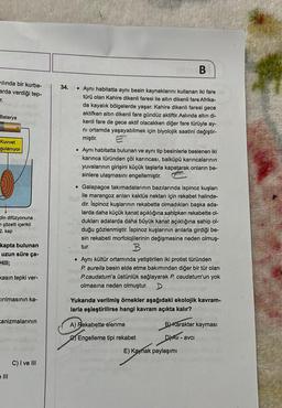 wilında bir kurba-
arda verdiği tep-
r.
Batarya
Kuvvet
gulanıyor
din difüzyonuna
çözelti içerikli
2. kap
kapta bulunan
uzun süre ça-
Hill;
kasın tepki ver-
tırılmasının ka-
kanizmalarının
=
e Ill
C) I ve III
34.
. Aynı habitatta aynı besin kaynaklarını kullanan iki fare
türü olan Kahire dikenli faresi ile altın dikenli fare Afrika-
da kayalık bölgelerde yaşar. Kahire dikenli faresi gece
aktifken altın dikenli fare gündüz aktiftir. Aslında altın di-
kenli fare de gece aktif olacakken diğer fare türüyle ay-
ni ortamda yaşayabilmek için biyolojik saatini değiştir-
miştir.
. Aynı habitatta bulunan ve aynı tip besinlerle beslenen iki
karınca türünden çöl karıncası, balküpü karıncalarının
yuvalarının girişini küçük taşlarla kapatarak onların be-
sinlere ulaşmasını engellemiştir.
B
• Galapagos takımadalarının bazılarında ispinoz kuşları
ile marangoz arıları kaktüs nektarı için rekabet halinde-
dir. Ispinoz kuşlarının rekabette olmadıkları başka ada-
larda daha küçük kanat açıklığına sahipken rekabette ol-
dukları adalarda daha büyük kanat açıklığına sahip ol-
duğu gözlenmiştir. Ispinoz kuşlarının arılarla girdiği be-
sin rekabeti morfolojilerinin değişmesine neden olmuş-
tur.
B
TUBOS
• Aynı kültür ortamında yetiştirilen iki protist türünden
P. aureila besin elde etme bakımından diğer bir tür olan
P.caudatum'a üstünlük sağlayarak P. caudatum'un yok
olmasına neden olmuştur. D
Yukarıda verilmiş örnekler aşağıdaki ekolojik kavram-
larla eşleştirilirse hangi kavram açıkta kalır?
A) Rekabette elenme
Engelleme tipi rekabet
B) Karakter kayması
DAV-avci
E) Kaynak paylaşımı