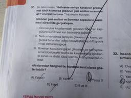 30. Bir bilim insanı, "Böbrekte nefron kanalının proksi
mal tübül kısmında glikozun geri emilimi sırasında
ATP enerjisi harcanır." hipotezini kuruyor.
Glikozun geri emilimi ve Bowman kapsülüne süzül-
mesi sürecinde gerçekleşen,
I. Glomerulus kılcallarındaki glikozun Bowman kap-
sülüne süzülmesi kan basıncıyla sağlanır.
II. Nefron kanalında ilerleyen glikozun bir kısmı, yo-
ğunluk farkından dolayı kolaylaştırılmış difüzyonla
kılcal damarlara geçer.
III. Bowman kapsülüne geçen glikozların bir kısmı prok-
simal tübülde aktif taşıma ile kana emildiği için hen-
le kanalı ve distal tübül kısımlarında glikoz bulun-
maz.
olaylarından hangileri bu hipoteze kanıt olarak gös-
terilebilir?
A) Yalnız I
D) I vetl
FEN BİLİMLERİ TESTİ
B) Yalnız II
pasteico
@
E) II ve III
Yalnız III
32. İnsanda
sımların
A) Ova
B) Vest
Yarı
D) Kort
E) Uç