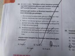 30. Bir bilim insanı, "Böbrekte nefron kanalının proksi
mal tübül kısmında glikozun geri emilimi sırasında
ATP enerjisi harcanır." hipotezini kuruyor.
Glikozun geri emilimi ve Bowman kapsülüne süzül-
mesi sürecinde gerçekleşen,
I. Glomerulus kılcallarındaki glikozun Bowman kap-
sülüne süzülmesi kan basıncıyla sağlanır.
II. Nefron kanalında ilerleyen glikozun bir kısmı, yo-
ğunluk farkından dolayı kolaylaştırılmış difüzyonla
kılcal damarlara geçer.
III. Bowman kapsülüne geçen glikozların bir kısmı prok-
simal tübülde aktif taşıma ile kana emildiği için hen-
le kanalı ve distal tübül kısımlarında glikoz bulun-
maz.
olaylarından hangileri bu hipoteze kanıt olarak gös-
terilebilir?
A) Yalnız I
D) I vetl
FEN BİLİMLERİ TESTİ
B) Yalnız II
pasteico
@
E) II ve III
Yalnız III
32. İnsanda
sımların
A) Ova
B) Vest
Yarı
D) Kort
E) Uç