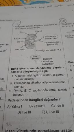 Driner Sistem
;
nan si-
-?
ve IV
nde
rin
7-
7
Aşağıdaki şekilde boşaltım sistemine ait
bazı yapılar gösterilmiştir.
Zar
Kabuk-
Öz
suarlme days pasit olarak
Havuzcuk
A) Yalnız I
Piramit
İdrar
torbası
D) I ve III
Böbrek atar
damarı (A)
Böbrek toplar
damarı (B)
-iç idrar kanalı (C)
Boşaltım
kanalı ve
bağlantıları
Buna göre numaralandırılmış yapılar-
daki sıvı bileşimleriyle ilgili;
I. A damarındaki glikoz miktarı, B dama-
rından fazladır.
B) Yalnız II
"
II. Ckanalında bikarbonat iyonlarına rast-
lanmaz.
III. Üre A, B, C yapılarında ortak olarak
bulunur.
ifadelerinden hangileri doğrudur?
orgh
(15.
Aşağıdaki s
len X, Y, Z
E) I, II ve III
C) I ve II
gerce
Ka
Böbrek ata
damari
Buna
1. X
III.
a
İnsan vücudunda gerçekleşen aşağı-