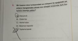 6. Bir insanın idrar torbasındaki sıvı bileşeni ile aşağıdaki ya-
pıların hangisinden alınan sivi bileşen arasında fark bu-
lunma olasılığı yoktur?
A) Havuzcuk
B) Distal tüp
C) Henle kulpu
D) Bowman kapsülü
85
E Toplama kanalı
mysl