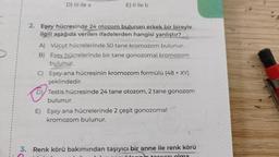 D) III ile a
E) Il ile b
2. Eşey hücresinde 24 otozom bulunan erkek bir bireyle
ilgili aşağıda verilen ifadelerden hangisi yanlıştır?
A) Vücut hücrelerinde 50 tane kromozom bulunur.
B) Eşey hücrelerinde bir tane gonozomal kromozom
bulunur.
C) Eşey ana hücresinin kromozom formülü (48 + XY)
şeklindedir.
D) Testis hücresinde 24 tane otozom, 2 tane gonozom
bulunur.
E) Eşey ana hücrelerinde 2 çeşit gonozomal
kromozom bulunur.
3. Renk körü bakımından taşıyıcı bir anne ile renk körü