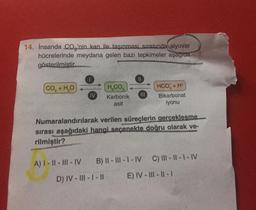14. İnsanda CO, 'nin kan ile taşınması sırasında alyuvar
hücrelerinde meydana gelen bazı tepkimeler aşağıda
gösterilmiştir.
CO,+H,O
IV
H,CO,
Karbonik
asit
111
HCO + H+
Bikarbonat
iyonu
Numaralandırılarak verilen süreçlerin gerçeklesme
sırası aşağıdaki hangi seçenekte doğru olarak ve-
rilmiştir?
A) I-II-III-IV B) II-III-I-IV C) |||- ||-1-IV
D) IV-III-1-11
E) IV-III-II-I