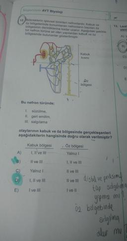 A)
B)
C)
Süpervizör AYT Biyoloji
12. Böbreklerin işlevsel birimleri nefronlardır. Kabuk ve
öz bölgelerinde konumlanan nefronların bazıları öz
bölgesinin derinliklerine kadar uzanır. Aşağıdaki şekilde
bir nefron türüne ait olan yapılardan kabuk ve öz
bölgesinde bulunanlar gösterilmiştir.
D)
E)
Bu nefron türünde;
olaylarının kabuk ve öz bölgesinde gerçekleşenleri
aşağıdakilerin hangisinde doğru olarak verilmiştir?
1. süzülme,
II. geri emilim,
III. salgılama
Kabuk bölgesi
I, II've III
II ve III
Kabuk
kısmı
Yalnız I
I, II ve III
I ve III
Öz
bölgesi
Öz bölgesi
Yalnız I
I, II ve III
II ve III
II ve III
I've Il
13. Lenf
yanl
A) L
B)
yapmız mi
02 balgebinde
selgilang
alur mu
C)
D
distal v
ve proksimal
tap sagilma