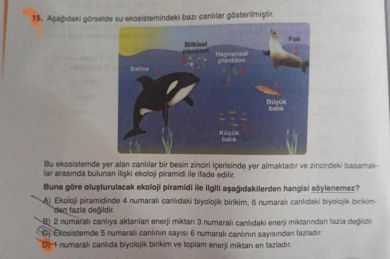 15. Aşağıdaki görselde su ekosistemindeki bazı canlılar gösterilmiştir.
Balina
Bitkisel
plankton
Hayvansal
plankton
Küçük
balık
Büyük
balık
Fok
Bu ekosistemde yer alan canlılar bir besin zinciri içerisinde yer almaktadır ve zincirdeki basamak-
lar arasında