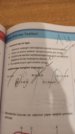 Leri
R
Bitirme Testleri
Unite
Au
Proksimal tüp ile ilgili,
LNefronun malpighi cisimciğinden sonraki kıvrımlı kishidir.
II Glikoz ve amino asitlerin tamamı burada geri emili
III. Süzülme ile kandan ayıklanamayan bazıiyon ve bileşikler
salgılama ile tüp boşluğuna aktarılır.
N. Bu yapıda suyun geri emilimi olmaz.
yargılarından hangileri doğrudur?
A) I vel
Quyu very
B) II ve IV
BI
E) I, III ve IV
2. Böbreklerde bulunan bir nefronun yapısı aşağıda şematize
edilmiştir.
C
C) I, II ve III
E