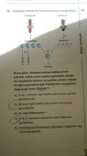 18. Aşağıdaki şekilde bal arılarının üremesi özetlenmiştir.
Kraliçe arı
Erkek arı
K bireyi
Yumurtalar
IV
L bireyi
["
Spermler
18
M bireyi
Buna göre, üremeye katılan kraliçe arının
çekinik, erkek arının baskın genotipte olduğu
bir karakterin kalıtımı ve şek