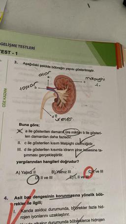 GELİŞME TESTLERİ
TEST-1
ÇÖZ KAZAN
4.
3. Aşağıdaki şekilde böbreğin yapısı gösterilmiştir.
atar
a
toplar
The
all
A) Yalnız II
16
ureter.
Buna göre;
Xa ile gösterilen damarın üre miktarı b ile gösteri-
len damardan daha fazladır.
D II ve III
malpighi
II. c ile gösterilen kısım Malpighi cisimciğidir.
III. d ile gösterilen kısımla idrarın idrar kesesine ta-
şınması gerçekleştirilir.
yargılarından hangileri doğrudur?
B) Yalnız III
C
Cive III
E1, II ve III
18
Asit baz dengesinin korunmasına yönelik böb-
rekler ile ilgili;
I. Kanda asidoz durumunda, böbrekler fazla hid-
rojen iyonlarını uzaklaştırır.
Ifando alkaloz durumunda böbreklerce hidrojen