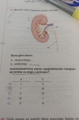 sin
O
39. Böbreğin yapısı aşağıdaki şekilde verilmiştir.
A)
B)
Buna göre idrarın,
a. oluşturulduğu,
b. biriktirildiği havuzcuk
C)
D)
E)
D) ve III
numaralandırılmış yapılar aşağıdakilerden hangisin-
de birlikte ve doğru verilmiştir?
a
11
V
E) I, I
b
||
IV
I
IV
40. Yünlü yarasa ve suibriği bitkisi arasındaki ilişkide yür