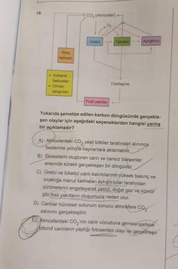 19.
Kireç
katmanı
• Volkanik
faaliyetler
• Orman
yangınları
CO₂ (Atmosfer) -
Üretici
Fosil yakıtlar
Tüketici
Fosilleşme
Ayrıştırıcı
Yukarıda şematize edilen karbon döngüsünde gerçekle-
şen olaylar için aşağıdaki seçeneklerden hangisi yanlış
bir açıklamadır?
A) Atmosferdeki CO2 yeşil bitkiler tarafından alınınca
beslenme yoluyla hayvanlara aktarılabilir
B) Ekosistemi oluşturan canlı ve cansız bileşenler
arasında sürekli gerçekleşen bir döngüdür.
C) Üretici ve tüketici canlı kalıntılarının yüksek basınç ve
sıcaklığa maruz kalmaları ayrıştırıcılar tarafından
çürümelerini engelleyerek petrol, doğal gaz ve kömür
gibi fosil yakıtların oluşumuna neden olur.
D) Canlılar hücresel solunum sonucu atmosfere CO
salınımı gerçekleştirir.
E) Atmosferdeki CO₂'nin canlı vücuduna girmesi sadece
ottorof canlıların yaptığı fotosentez olayı ile gerçekleşir.