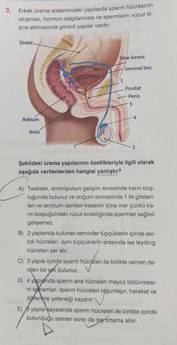 3.
Erkek üreme sistemindeki yapılarda sperm hücresinin
oluşması, hormon salgılanması ve spermlerin vücut di-
şına atılmasında görevli yapılar vardır.
Üreter
Rektum
Anüs
Idrar kesesi
Seminal bez
3
Prostat
Penis
5
4
2
Şekildeki üreme yapılarının özellikleriyle ilgili olarak
aşağıda verilenlerden hangisi yanlıştır?
A) Testisler, embriyonun gelişim evresinde karın boş-
luğunda bulunur ve doğum sonrasında 1 ile gösteri-
len ve skrotum denilen kesenin içine iner çünkü ka-
rın boşluğundaki vücut sıcaklığında spermler sağlıklı
gelişemez.
B) 2 yapısında bulunan seminifer tüpçüklerin içinde ser-
toli hücreleri, aynı tüpçüklerin arasında ise leyding
hücreleri yer alır.
C) 3 yapısı içinde sperm hücreleri ile birlikte semen de-
nilen bir sivi bulunur.
D) 4 yapısında sperm ana hücreleri mayoz bölünmesi-
ni tamamlar, sperm hücreleri olgunlaşır, hareket ve
döllenme yeteneği kazanır.
E) 5 yapısı sayesinde sperm hücreleri ile birlikte içinde
bulunduğu semen SIVISI da dış ortama atılır.