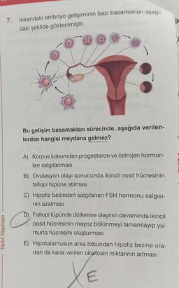 Yanıt Yayınları
7. İnsandaki embriyo gelişiminin bazı basamakları aşağı-
daki şekilde gösterilmiştir.
Bu gelişim basamakları sürecinde, aşağıda verilen-
lerden hangisi meydana gelmez?
A) Korpus luteumdan progesteron ve östrojen hormon-
ları salgılanması
B) Ovulasyon olayı sonucunda ikincil oosit hücresinin
fallopi tüpüne atılması
C) Hipofiz bezinden salgılanan FSH hormonu salgısı-
nın azalması
C
Fallopi tüpünde döllenme olayının devamında ikincil
oosit hücresinin mayoz bölünmeyi tamamlayıp yu-
murta hücresini oluşturması
E) Hipotalamusun arka lobundan hipofiz bezine ora-
dan da kana verilen oksitosin miktarının artması
XE
g