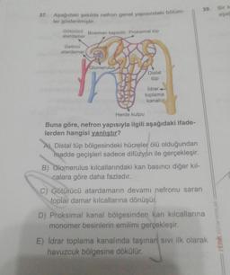 37. Aşağıdaki şekilde nefron genel yapısındaki bölüm-
ler gösterilmiştir.
Götürücü Bowman kapsülü Proksimal tüp
atardamar
Getirici
atardamar
Glomerulus
Distal
tüp
Idrar.
toplama
kanalı
Henle kulpu
Buna göre, nefron yapısıyla ilgili aşağıdaki ifade-
lerden hangisi yanlıştır?
Distal tüp bölgesindeki hücreler ölü olduğundan
madde geçişleri sadece difüzyon ile gerçekleşir.
B) Glomerulus kılcallarındaki kan basıncı diğer kıl-
calara göre daha fazladır.
C) Götürücü atardamarın devamı nefronu saran
toplar damar kılcallarına dönüşür.
39.
D) Proksimal kanal bölgesinden kan kılcallarına
monomer besinlerin emilimi gerçekleşir.
E) Idrar toplama kanalında taşınan sıvı ilk olarak
havuzcuk bölgesine dökülür.
ritmik EGITIM YAYINLARI
Bir k
aşaç