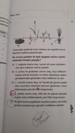 ayvan tür 7.
unma du
etleriyle
Türler
+
+
VAFITYT
delerd
Z
T
X
Yukarıdaki şekillerde farklı bitkilere ait vejetatif üreme
biçimleri harflerle gösterilmiştir.
Bu üreme çeşitleri ile ilgili aşağıda verilen açıkla-
malardan hangisi yanlıştır?
A) T, soğanla üreme olup, toprak altı yassı gövdeler-
den yeni soğanlar üretim çeşitidir.
B) X, yumru ile gözlerden üreme olup, bazı bitkilerin
toprak altında bulunan ve besin depolayan şişkin
gövdelerindeki gözlerden mitoz bölünme ile olur.
C) Y, rizomla üreme olup, bir toprak altı gövde çeşidi
olan rizomların üzerinde bulunan gözlerden mitoz
bölünmeyle yeni bir bitki oluşumudur.
D) Z, çelikle üreme olup, bitki dal ve yaprak parçala-
Andan mitoz bölünmelerle yeni bitki oluşumudur.
E) Bu dört üreme çeşidinde meydana gelen yeni bitki-
ler ana canlıyla aynı genetik özelliklere sahiptir.
Tohum
olurum
18.
URA